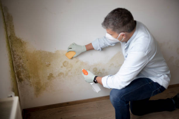Best Dehumidification Services  in Cortez, FL